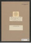 Coscinodiscus impolitus Rattr. (de-Toni-Nr.: Genus 202, Species 4854) Zeichnungen Sammlung Grunow Nr. 8609 (NHMW-BOT-W0377987)